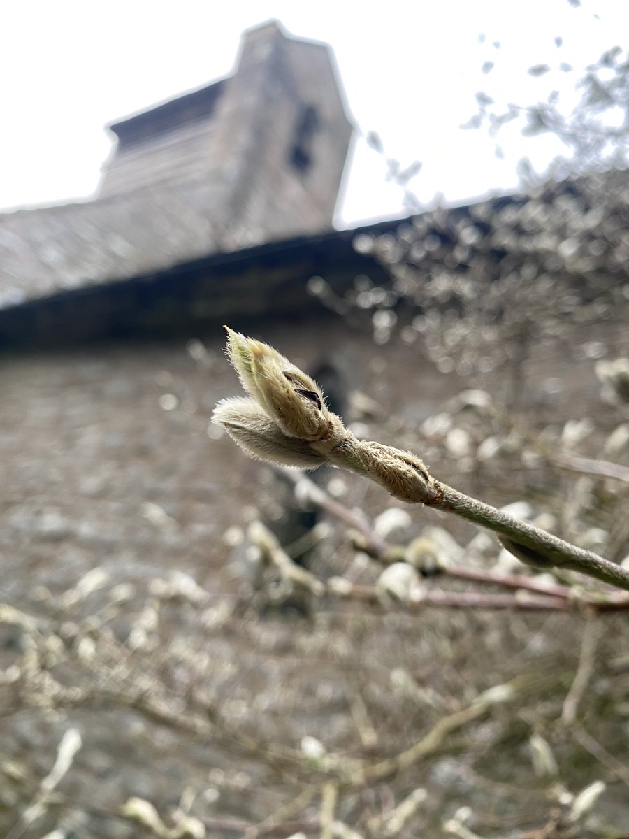 Merry Christmas 🎄 

First signs of spring &amp; new life? 

#MerryChristmas
