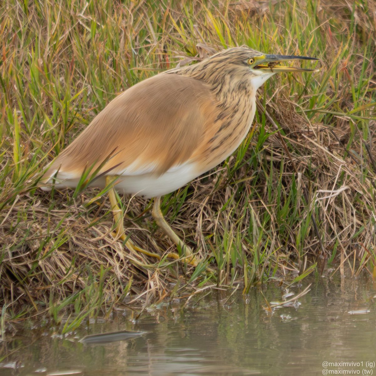 MaximVivo's tweet photo. Estos dies no sou els únics que mengeu gambes mireu la seqüència que vaig poder fer d'este oroval pescant i menjant-se un carranc americà.
#oroval #martinetroscomu #gracillacangrejera #birdphotography #birdwatching #albuferavalencia #squaccoheron #Ardeolaralloides https://t.co/PX23JFwFX6