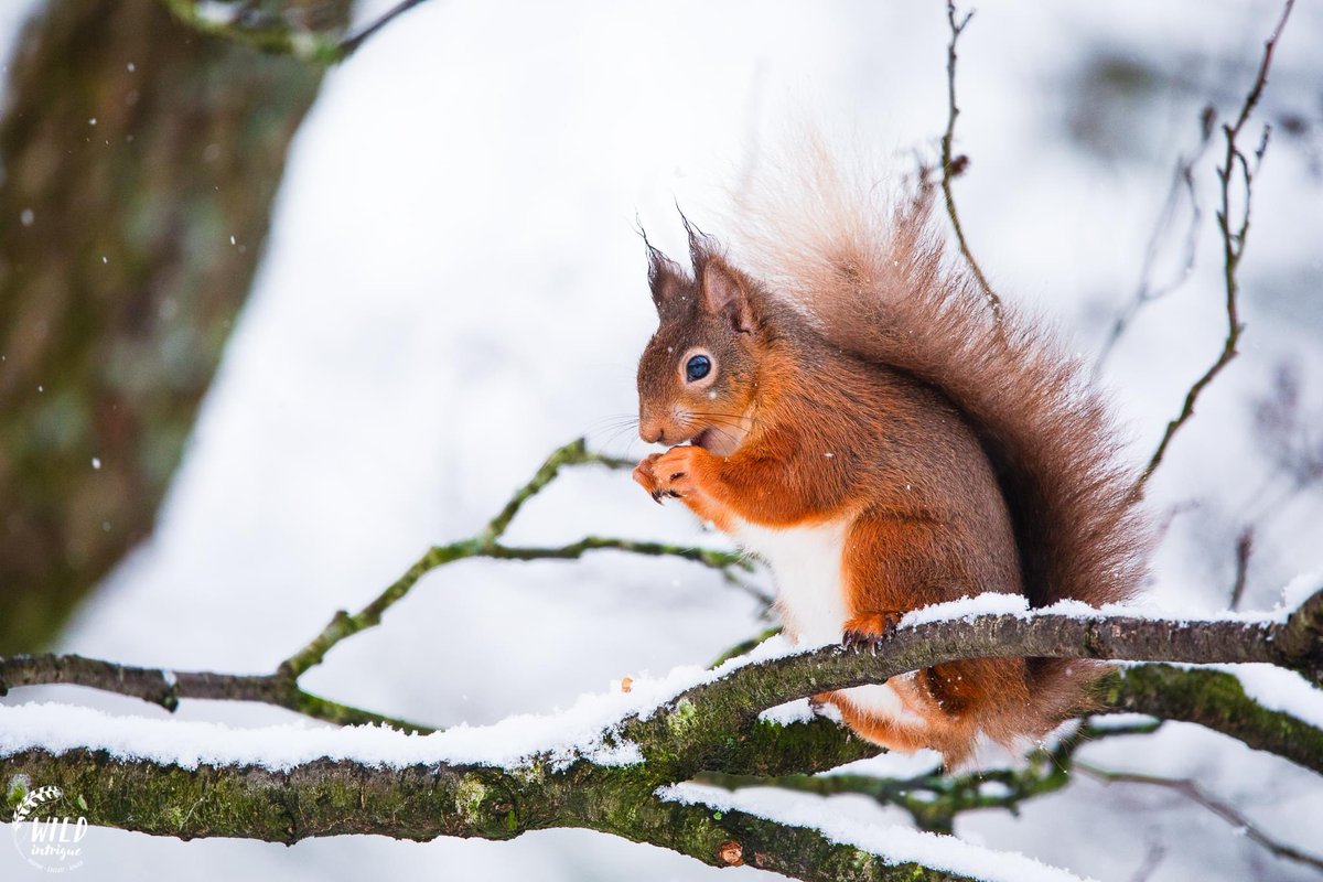 🎄 Merry Christmas from the RSPB team at Wild Haweswater. 

Thank you for all your support this year!