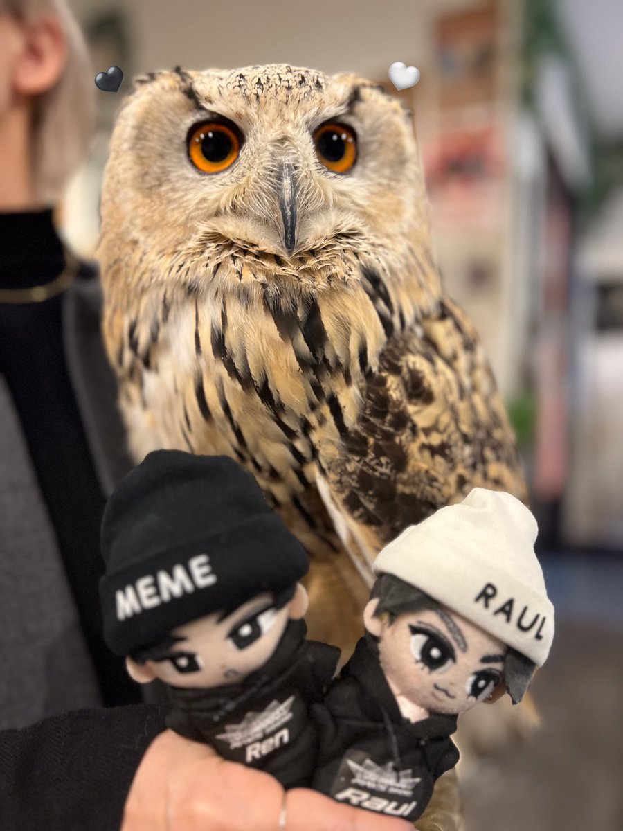 Rapace2960's tweet photo. リアちゃん🖤🦉🤍

#フクロウ #ふくろう #フクロウカフェ #ふくろうカフェ #町田フクロウカフェ #フクロウカフェrapace https://t.co/NDnWxXl1G7