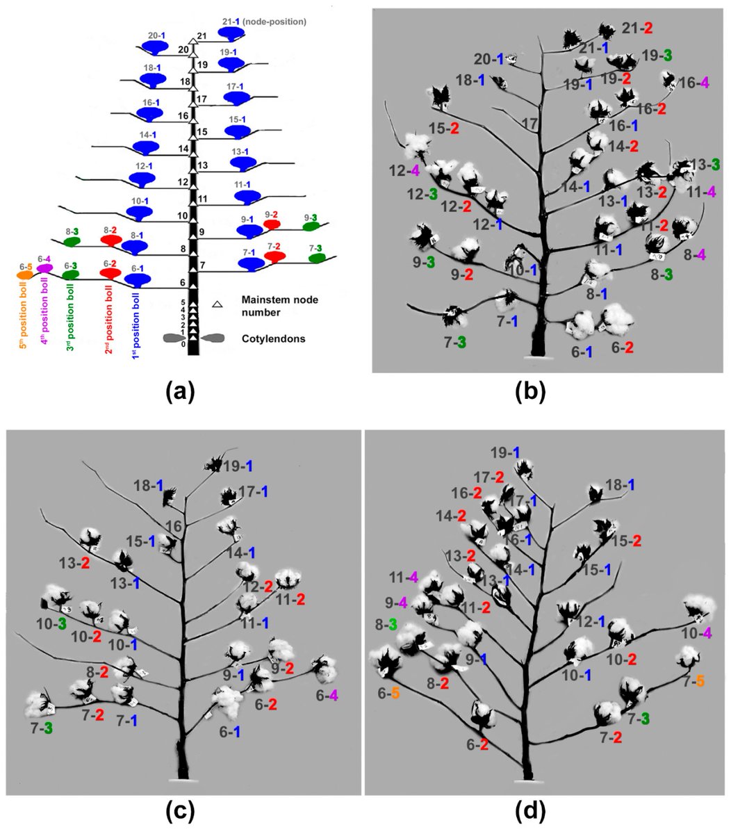 Sensors_MDPI's tweet image. Fourier Transform Infrared (FT-IR) Spectroscopy and Simple Algorithm Analysis for Rapid and Non-Destructive Assessment of Cotton Fiber Maturity and Crystallinity for Plant Mapping
mdpi.com/1424-8220/24/9…
@USDA
#fouriertransforminfraredspectroscopy; #algorithmanalysis