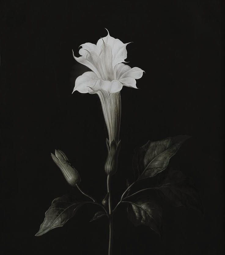 𝖽͟𝖺͟𝗆͟𝗌͟𝖾͟𝗅, N.