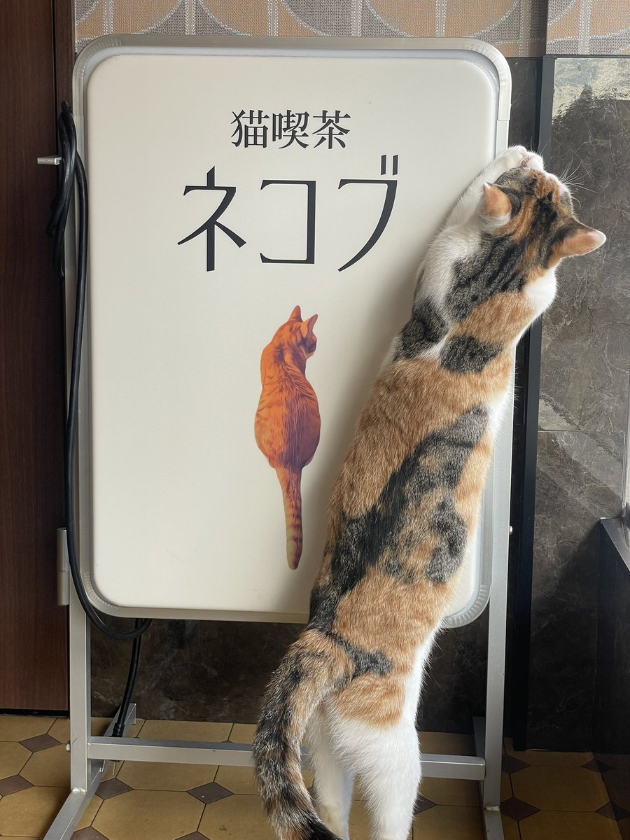 nekobuneko's tweet photo. 看板猫います😺 https://t.co/09ZPL9UDln