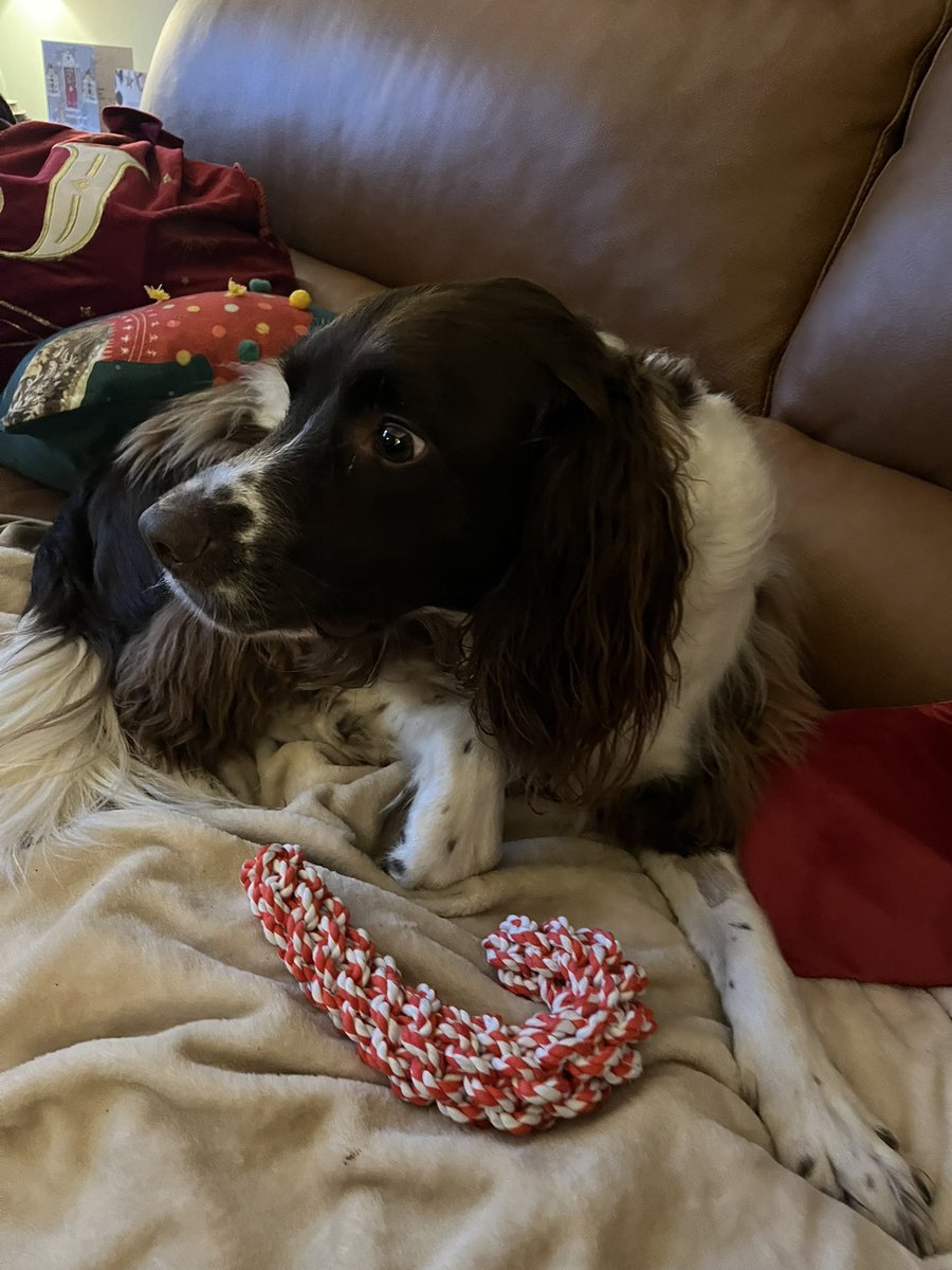 Merry Christmas everyone, especially my <a href="/ScotRail/">ScotRail</a> colleagues who work hard all year round &amp; some of you will even work today. Thank you for everything. It’s Duke’s last Christmas and his wish is that no matter how you celebrate today - or don’t - go easy and be kind to yourself.