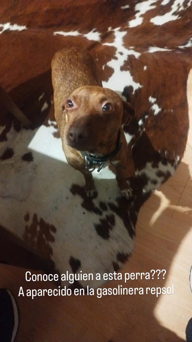 ¿Alguien reconoce a esta perrita? Ha aparecido en la zona de la gasolinera Repsol en Toro #ZamoraLibre 
Si conoces de quien es, escríbenos 🙏🏼 
abandonostororefugio@gmail.com