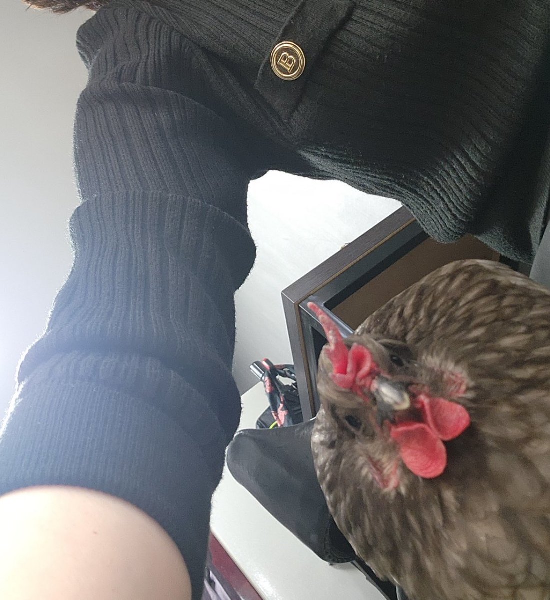 _sunxxxo_'s tweet photo. ☀️テオくんのお母さん鶏拾ったらしい‍ｗｗｗ寒くて震えてたから連れて帰ってきたって‍ｗｗｗ (119番して消防職員の方が連れてってくれたって🦃) https://t.co/6UnI7IRv8M