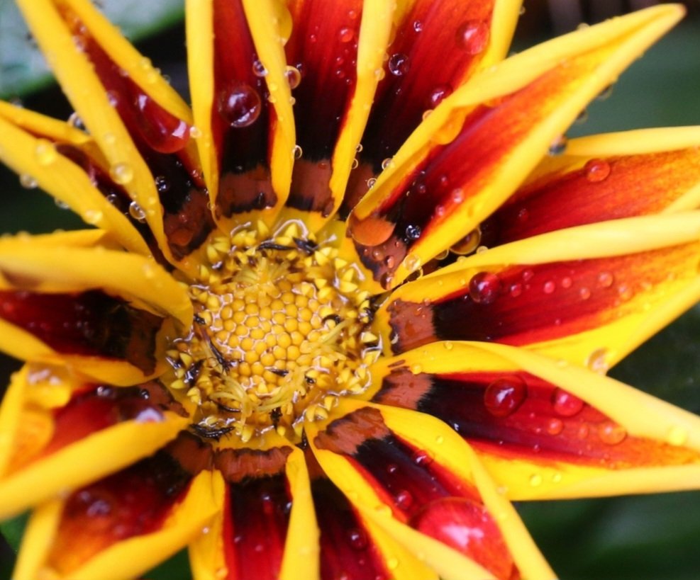 The BlueEyedMushies are wishing the #HBAR community a very happy Christmas 🎄⛄️🫂

Thank you all for your support and for being apart of the Mushie Family ! Much love 🎁