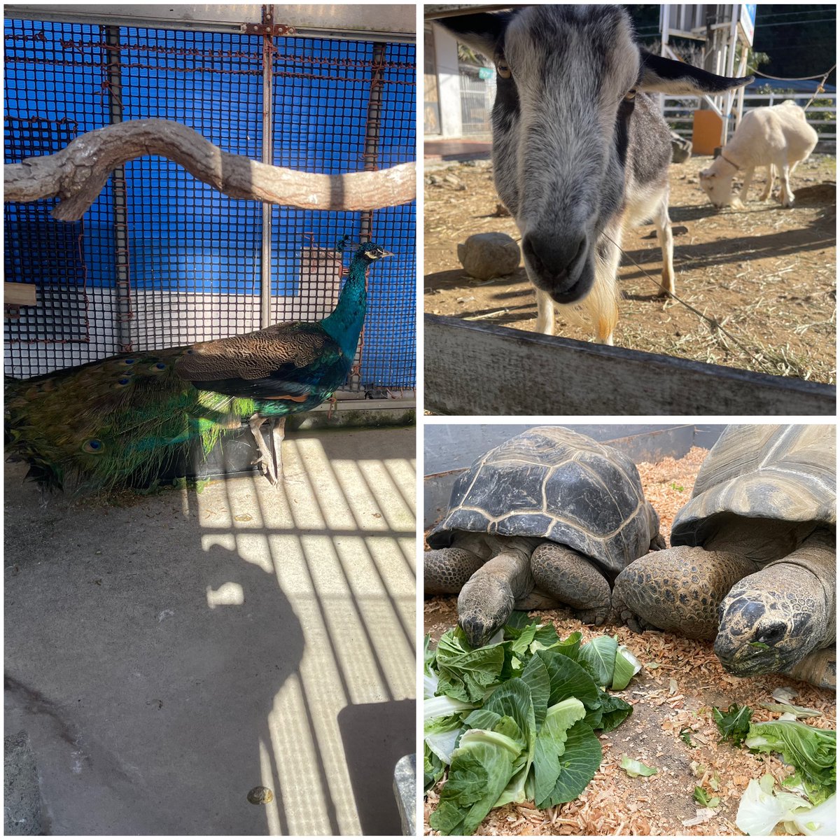 🎅メリークリスマス🎅

動物たちはみんな元気に過ごしてます🤍

現在、ドルリゾは休業中ですが
このまま年末年始も休業となります🙇‍♀️
お天気ならば『ヤギのえさ』は設置しておりますので、お近くの方はぜひ会いに来てください🐐✨

#ドルフィンリゾート #イルカ #アザラシ
#休業中
#メリークリスマス