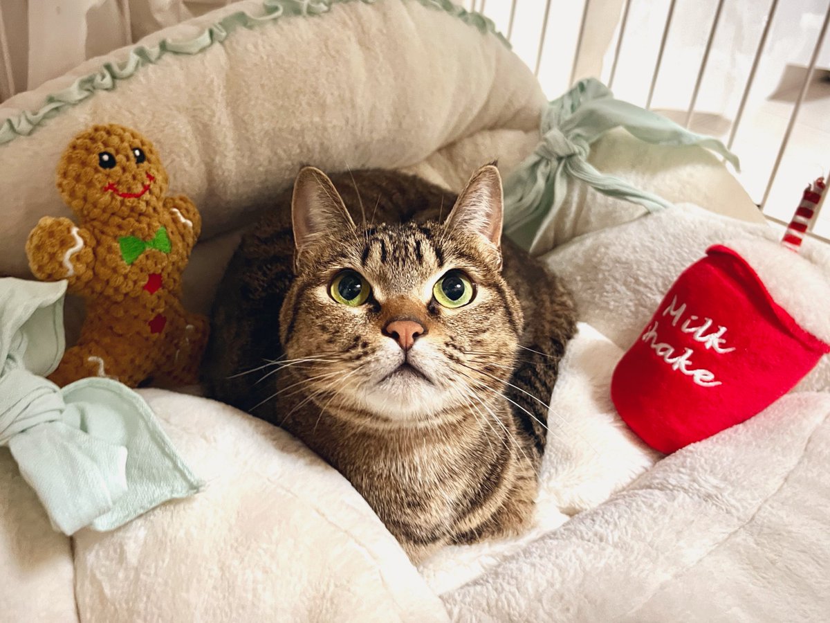 ハッピークリスマス🎁🐱🎄

 #MerryChristmas