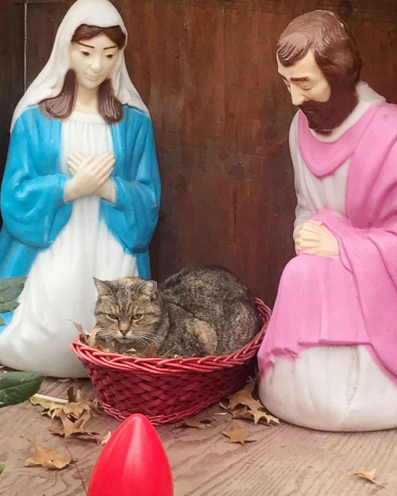 Wishing a happy Christmas to all my friends around the world. Please reply with your pictures of cats (and lesser pets) joining in the festivities