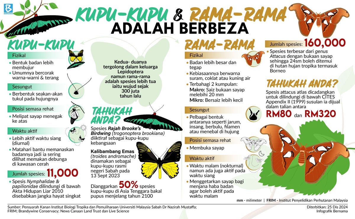 bernamadotcom's tweet photo. 🦋 Apakah perbezaan kupu-kupu &amp; rama-rama?  

#BernamaNews #InfografikBernama #Ramarama #kupukupu https://t.co/95YZqEM92r