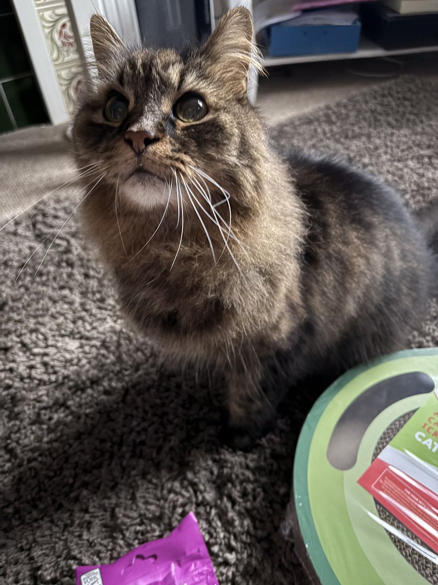 Merry Christmas everybody!!! 🎁🎁🥳🥳🎉🎉🎄🎄#MerryChristmas #CatsOfTwitter #CatsOfX #SuperSeniorCatsClub #HappChristmas y