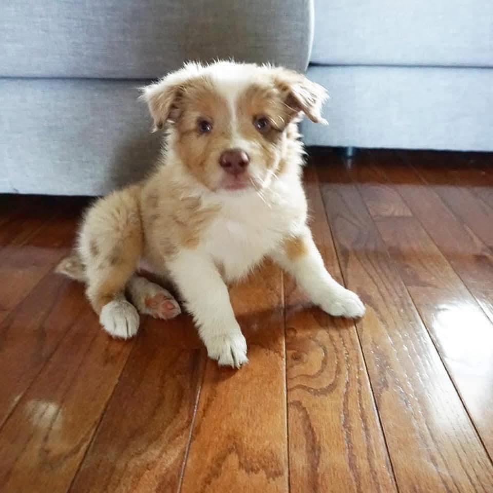 AusShepherdClub's tweet photo. I need a cute name 💗💗 https://t.co/IS4eGJBBRx