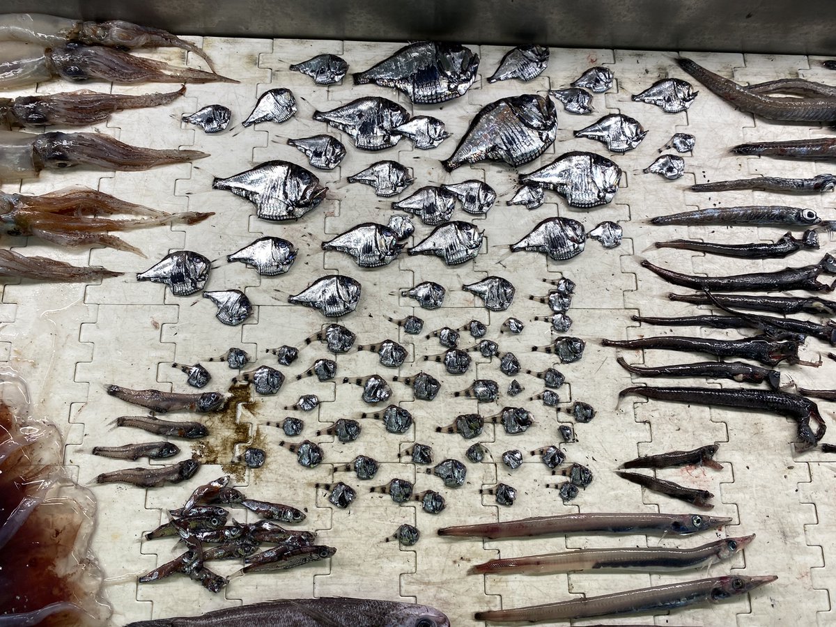 jethroreading32's tweet photo. So, why leave this quite mundane little mesopelagic fish for the end? It's nice, but is it Fishmas Day material? Well, as mentioned, they're really very abundant and common, and I've had the chance to sample a few for my research project and PhD #25DaysOfFishmas https://t.co/ycZJtOEPWB