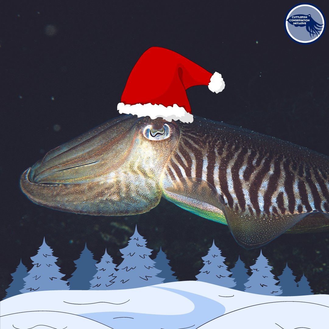 cuttle_cons's tweet image. Merry Christmas from everyone at the CCI team!

📸 @paulnaylormarinephoto