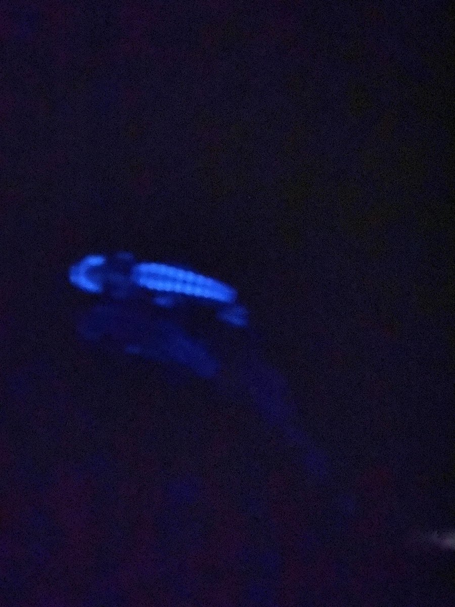 jethroreading32's tweet photo. And there it was! Forgive me for being sincere ('tis the season) - I've done a lot of cool stuff, but few moments this year were as enchanting. I've loved deep sea fish since I was a kid, and getting the opportunity to finally see this was a surreal privilege #25DaysOfFishmas https://t.co/vUufyW7zzc