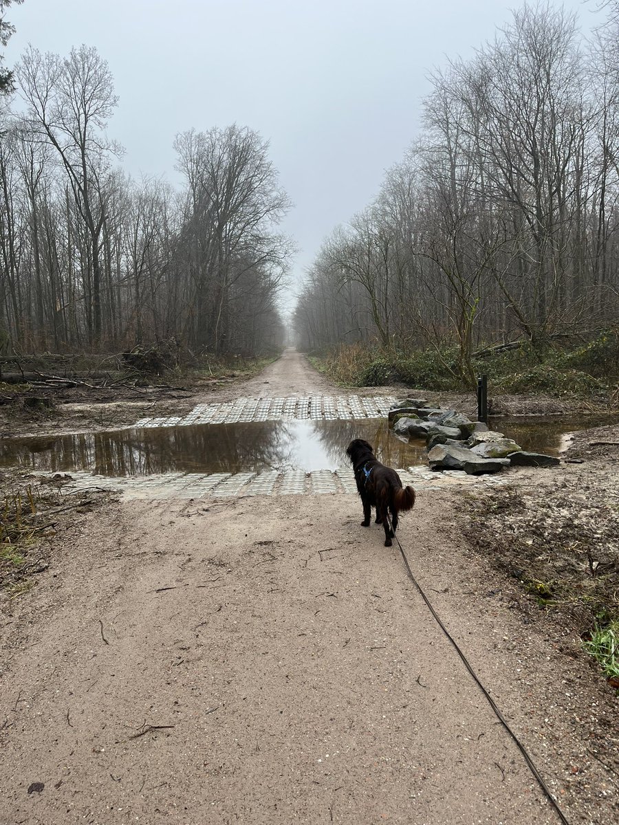 WeylynR's tweet photo. Beste @Natuurmonument, komt hier nog een bruggetje of blijft het een uitdaging? #voorsterbos #waterloopbos #noordoostpolder https://t.co/mstWkh3XYV