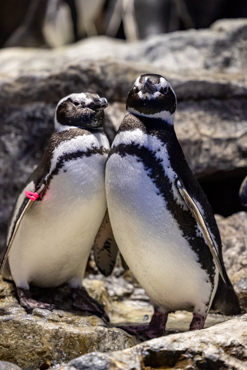 ReLU_aqua's tweet photo. 仲良し夫婦🐧🐧
#すみだ水族館  #マゼランペンギン 
#羽毛さん日誌 https://t.co/AXSWXyavoy