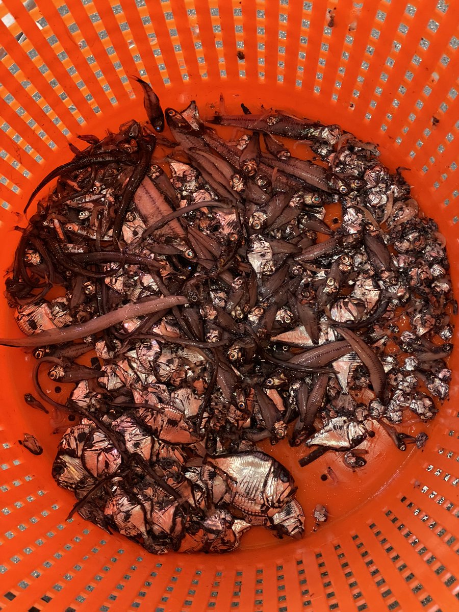 jethroreading32's tweet photo. Indeed, during a cruise earlier this year, we caught a bunch. One evening, I had the bright idea of scooping up a fresh one and taking it into the darkest place I could find - the ship's walk-in freezer... #25DaysOfFishmas https://t.co/fM1aAjHUCC