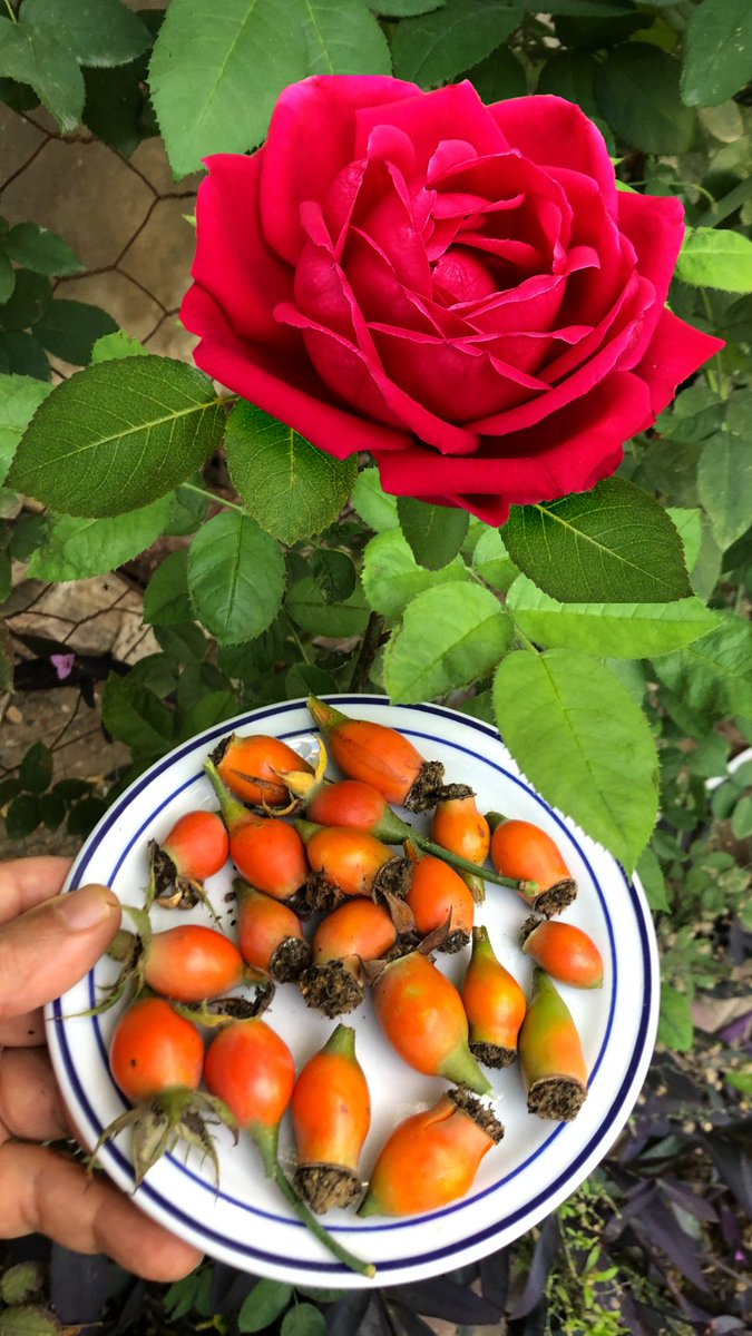 GrowfoodLovers's tweet photo. Rose hips, the small, round fruits that develop after the flowering of rose plants🌹are not only visually appealing but also packed with vitamins and antioxidants!
https://t.co/H9pSwTL2rr
#Gardening #RoseHips #HarvestingTips #Gardening #rose #roses #rosehip #healthy #flowes #lol https://t.co/WKI7Lz4k9z