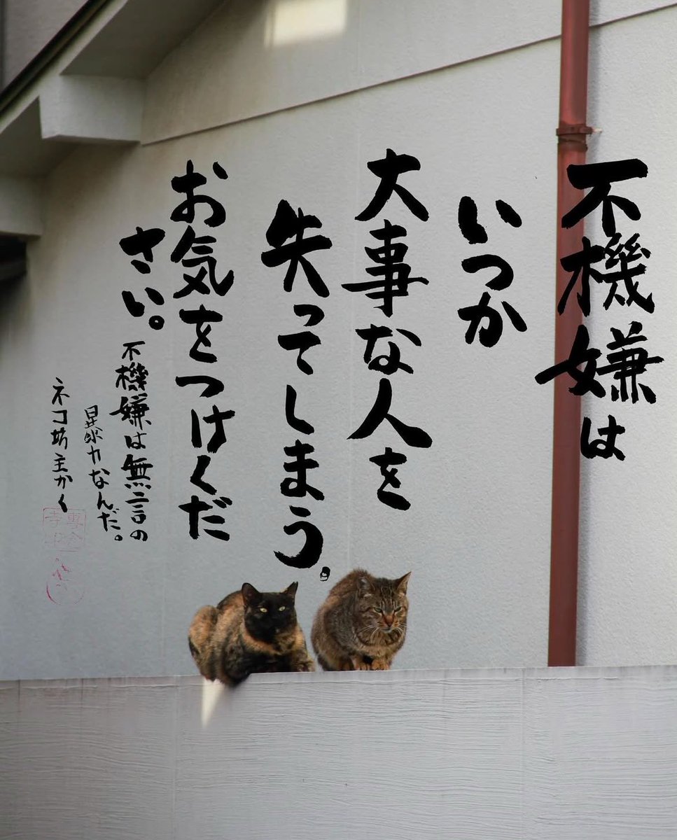 ネコさんから人間さんへ今日の一言