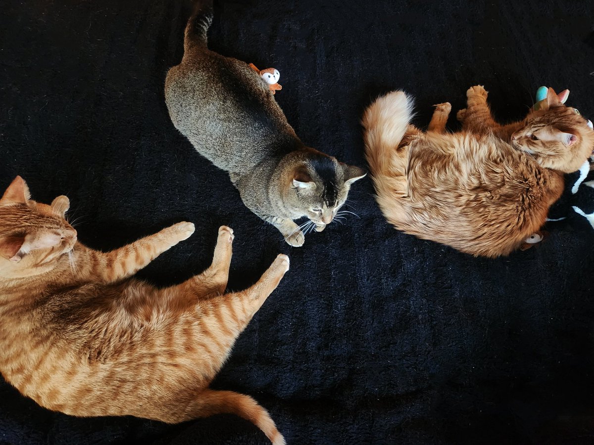 __Granuaile__'s tweet photo. Awwwwwwwww the former feral boys are cuddling! 

This makes me so happy to see my ginger kitties who were once ferals accepting the new kid &amp; showing him love.

#feraltofamily #CommunityCats
#ValiCat #LokiCat #RagnarCat 
#RescueCats #CatsofTwittter https://t.co/oSXupwYaXN