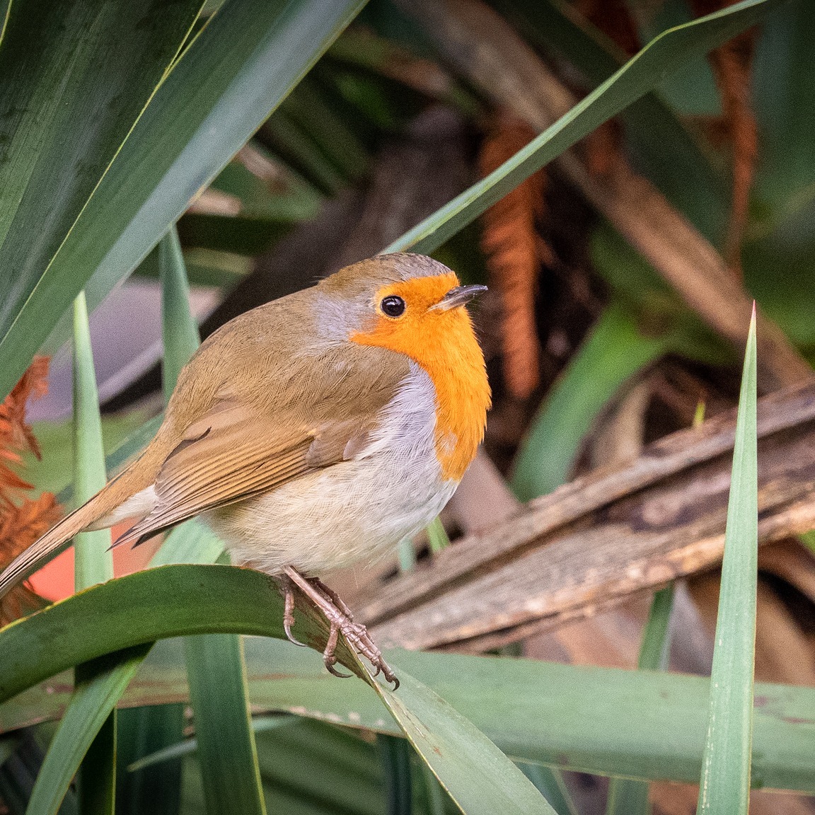 Lullingstone Castle tweet media