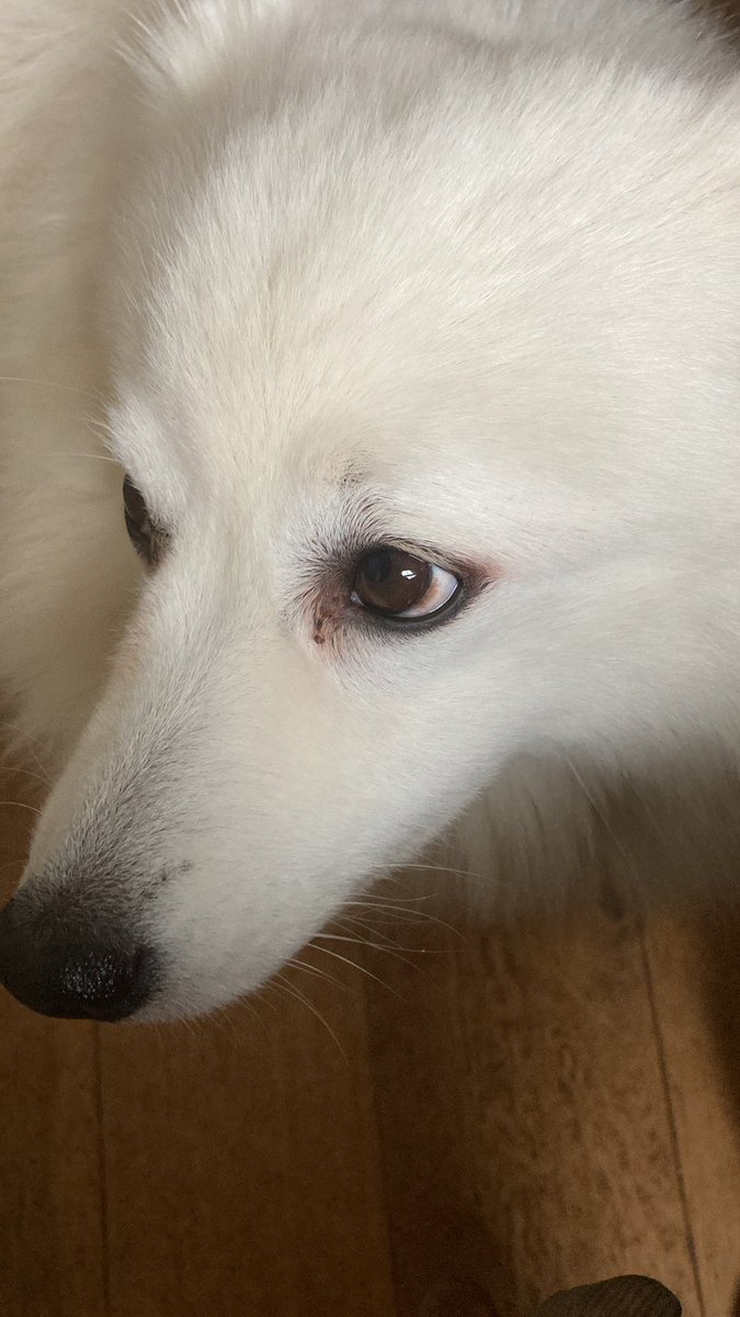 Neal Layton tweet media