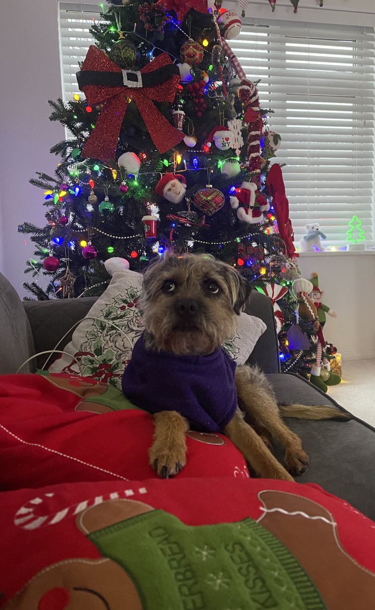 willowborder's tweet image. Merry Xmas to all my pals here and OTRB. We are indeed the best presents our Humans can ever have ❤️💜🎁🎄

#btposse #dogs