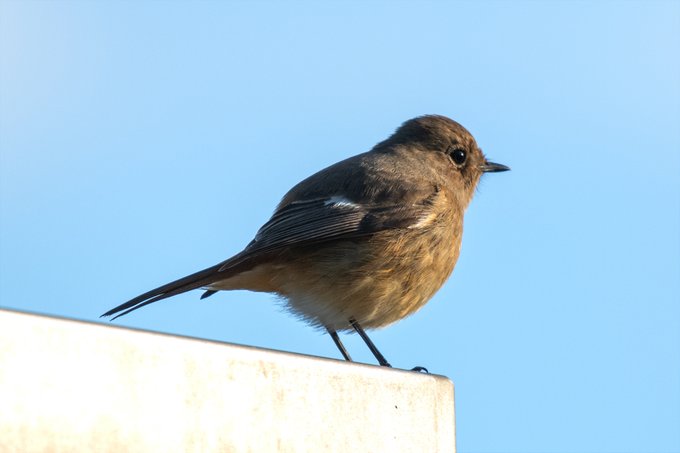 今年は見つけるジョウビタキみんなメスだな 