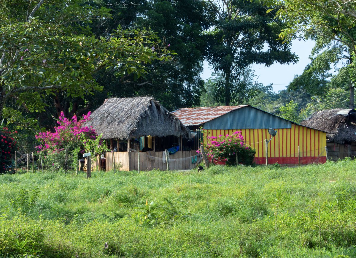 JJLN0468's tweet photo. En Caño Pescado #2, la última vereda de #Cordoba, en los límites con #Nechi #Antioquia. En la #Mojana profunda.
#photo #photography #photographer #nikon https://t.co/wQnDwKaDvY