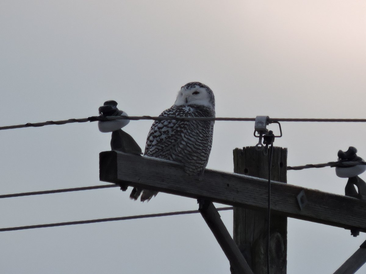 What a great Christmas Bird to see!! Snowy Owl lifer this morning. She was so beautiful in the morning light I cried.