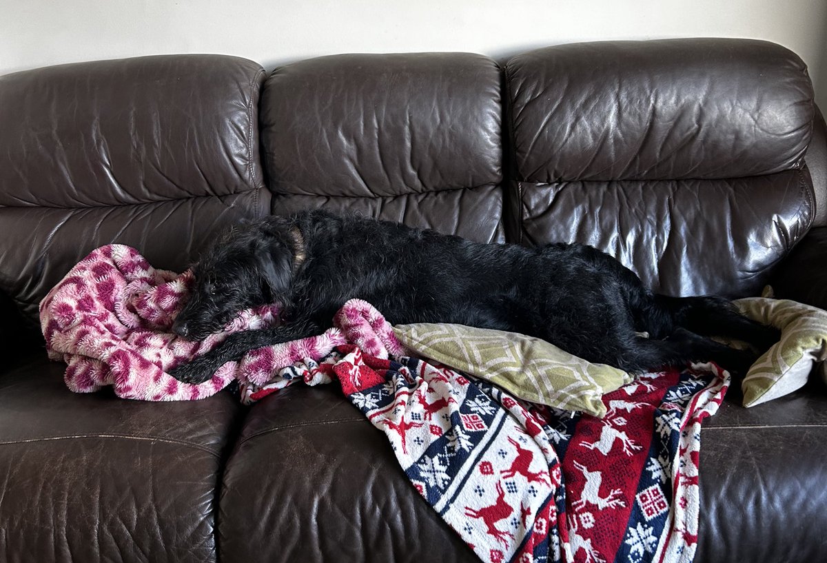 Have just initiated a scientific experiment.
One of the hounds has major toxic smelling flatulence most of the time, especially when she jumps up on the sofa.
I’ve just fed her a sprout.
Can her guffs smell any worse?
Let’s find out.