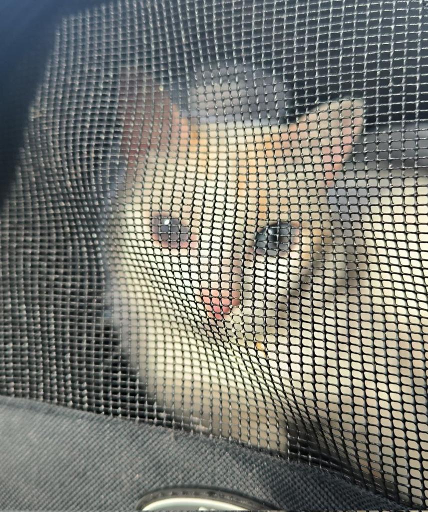 AsociacionADAT's tweet photo. ¿ ALGUIEN LO #RECONOCE O LO #BUSCA ?
#ENCONTRADO GATO MUY DÓCIL Y CASERO EN #TORRENT, #VALENCIA, ZONA MASÍA DEL JUEZ.
¡¡¡ URGE #ACOGIDA !!!

Si es tu gato perdido o puedes darle acogida contacta por WhatsApp con el siguiente número de teléfono:
☎️ 644 78 11 88

Comparte, gracias. https://t.co/bVuivpySCj