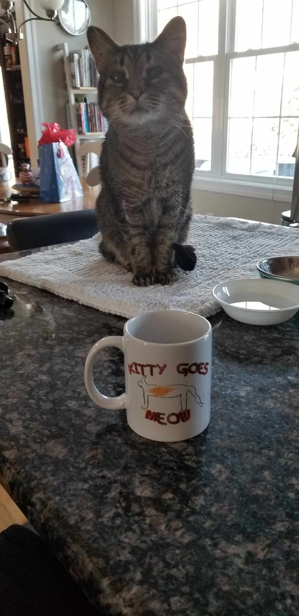 daniel_krendel's tweet photo. Kitty Goes Meow.

Happy Holidays everyone! @tomgrossicomedy https://t.co/820nTNWmNT