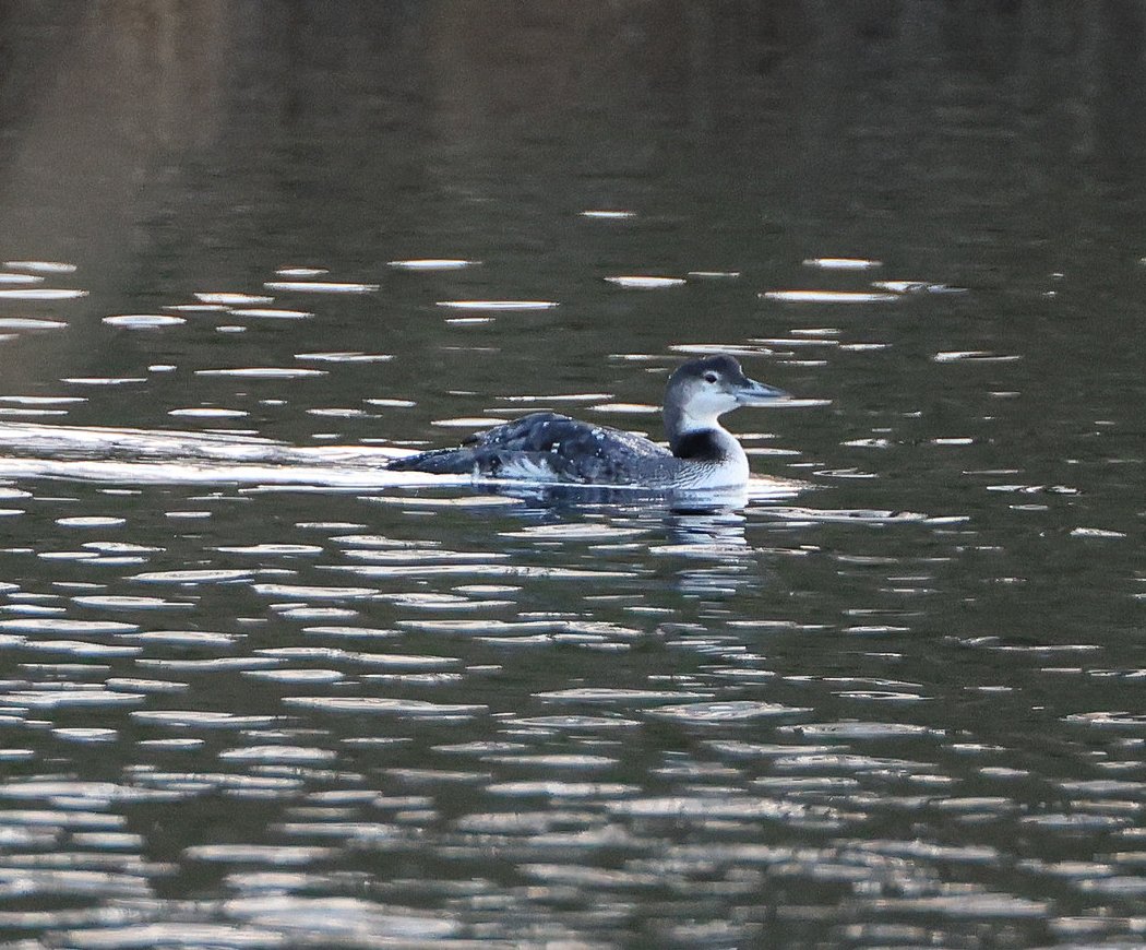 Swale Lakes (Ellerton lake) pm Great Northern Diver showed distantly from the road 😕😂