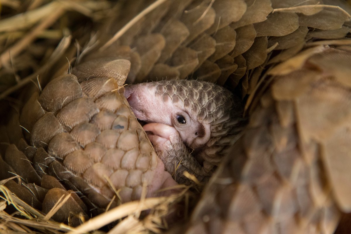 As we reflect on a year of progress &amp; resilience, we want to express our heartfelt gratitude to all our supporters &amp; the dedicated conservationists working to protect pangolins. Together, we’re making a difference! Wishing you a happy holiday filled with hope for all wildlife🌍💚