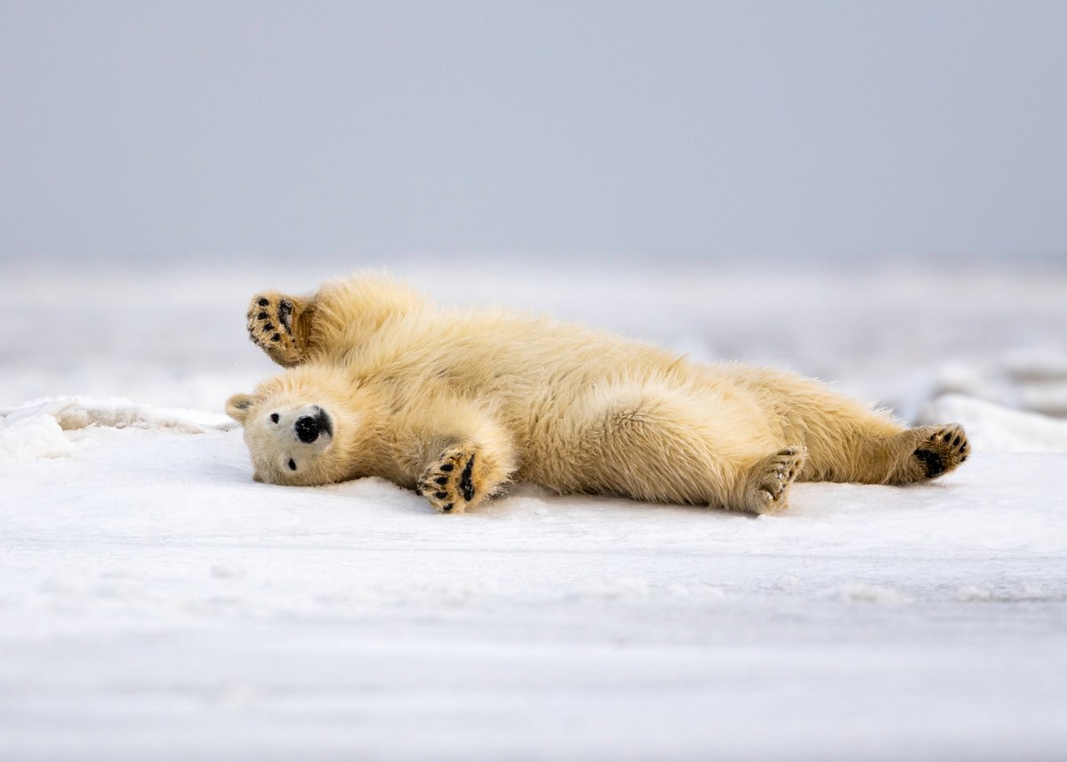 Wildlife Conservation Network (@wildnetorg) on Twitter photo As we close out another year of impactful conservation work, we want to extend a huge thanks to our dedicated network of supporters, partners, & conservationists. Your support has enabled us to fund & empower programs protecting species around the globe. Happy Holidays 🌍💚 As we close out another year of impactful conservation work, we want to extend a huge thanks to our dedicated network of supporters, partners, & conservationists. Your support has enabled us to fund & empower programs protecting species around the globe. Happy Holidays 🌍💚