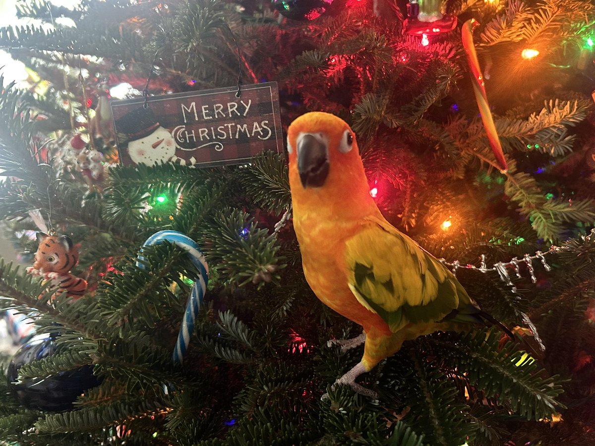 MERRY CHRISTMAS Y’ALL!!! ✨🎄✨