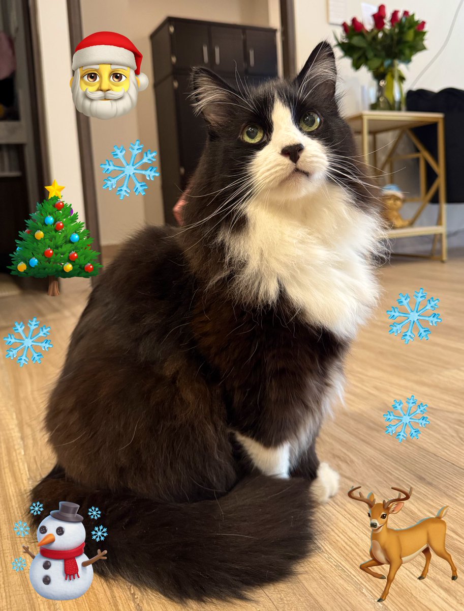Neko_Manekito's tweet photo. Merry Christmas from your tuxedo cat, Umi. I hope you got all the presents you wanted, but more importantly that you spend time with family and furriends. We ❤️ you all. 🎄🎅 ❄️ #CatsOfX #tuxedocat https://t.co/c6bFeqfZuM