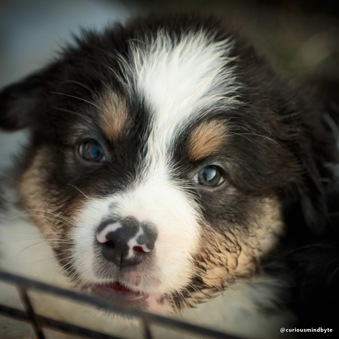 CuriousMindByte's tweet photo. Dog Breed Spotlight: Australian Shepherd - Known for their bright eyes and sharp minds, Aussie Shepherds are loyal, hardworking, and fantastic companions for outdoor enthusiasts. They need plenty of exercise and mental challenges. #AustralianShepherd #ActivePets https://t.co/3OK9dJ8oPN
