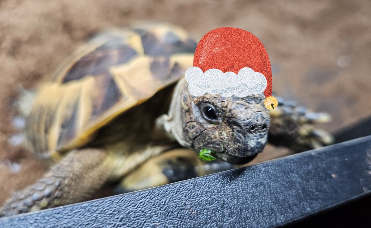 TortyHerman's tweet image. Merry Tortmas every tortle, floof, woof, hoof, fur, feather, scale and hoom from everyone at Herman Towers. Thank you for making the last year so much fun!