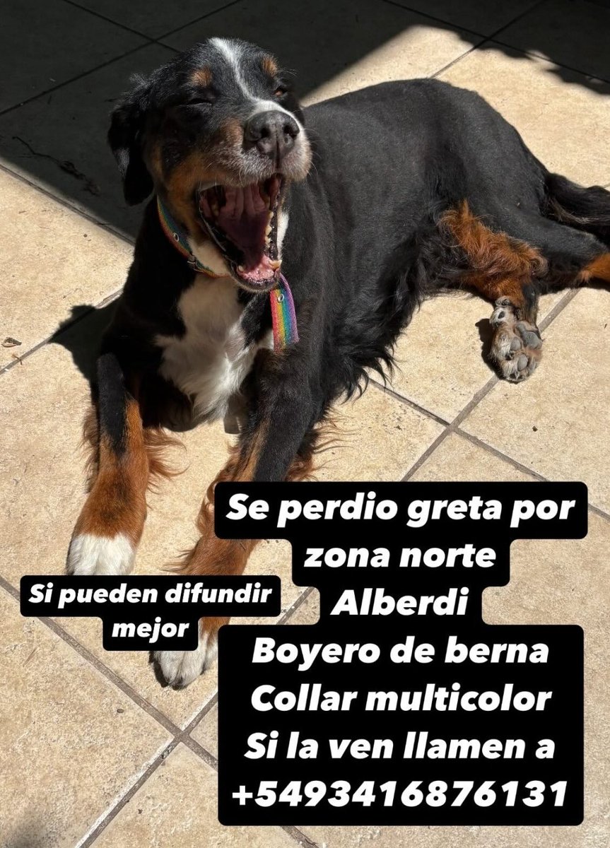 Rosariociudadok's tweet photo. SE PERDIÓ GRETA, anoche se asustó con la pirotecnia y no volvió. 
Si la viste avísale a su familia

GRACIAS POR COMPARTIR💪 https://t.co/lr5pICViZQ