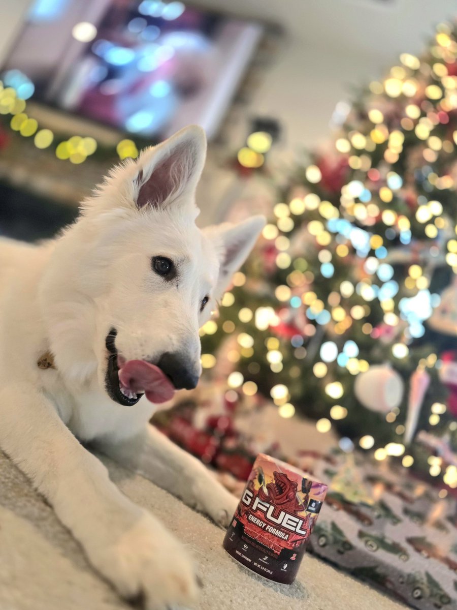 Merry Christmas and happy holidays, everyone! 🐻‍❄️