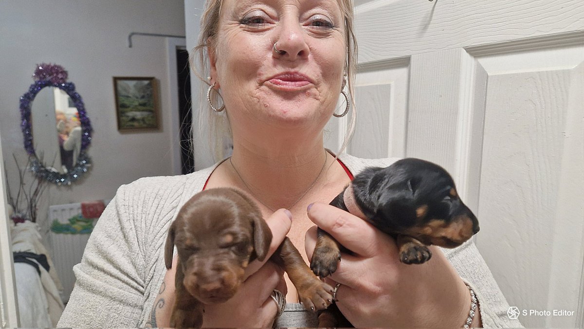 rider_azure's tweet image. My one &amp;amp; only best friend Sheila with 2 of 16 sausage doggies, courtesy of mummy Coco &amp;amp; daddy Harvey's love in💕💕💕