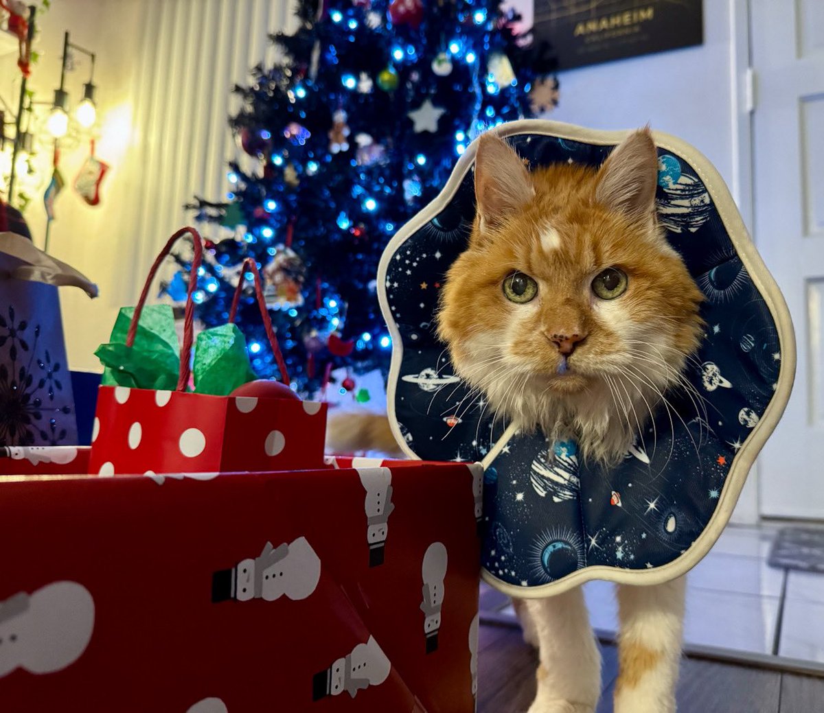 adriannarenee09's tweet image. Anything for me? ❄️🐾 
#Christmas #SantaPaws #CatsOfTwitter #sscc