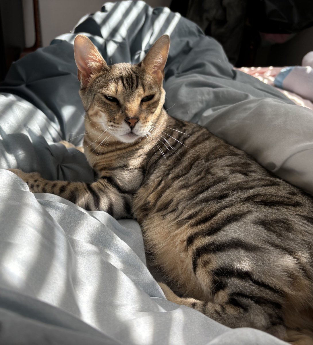 merry christmas! banana toasts for breakfast :)