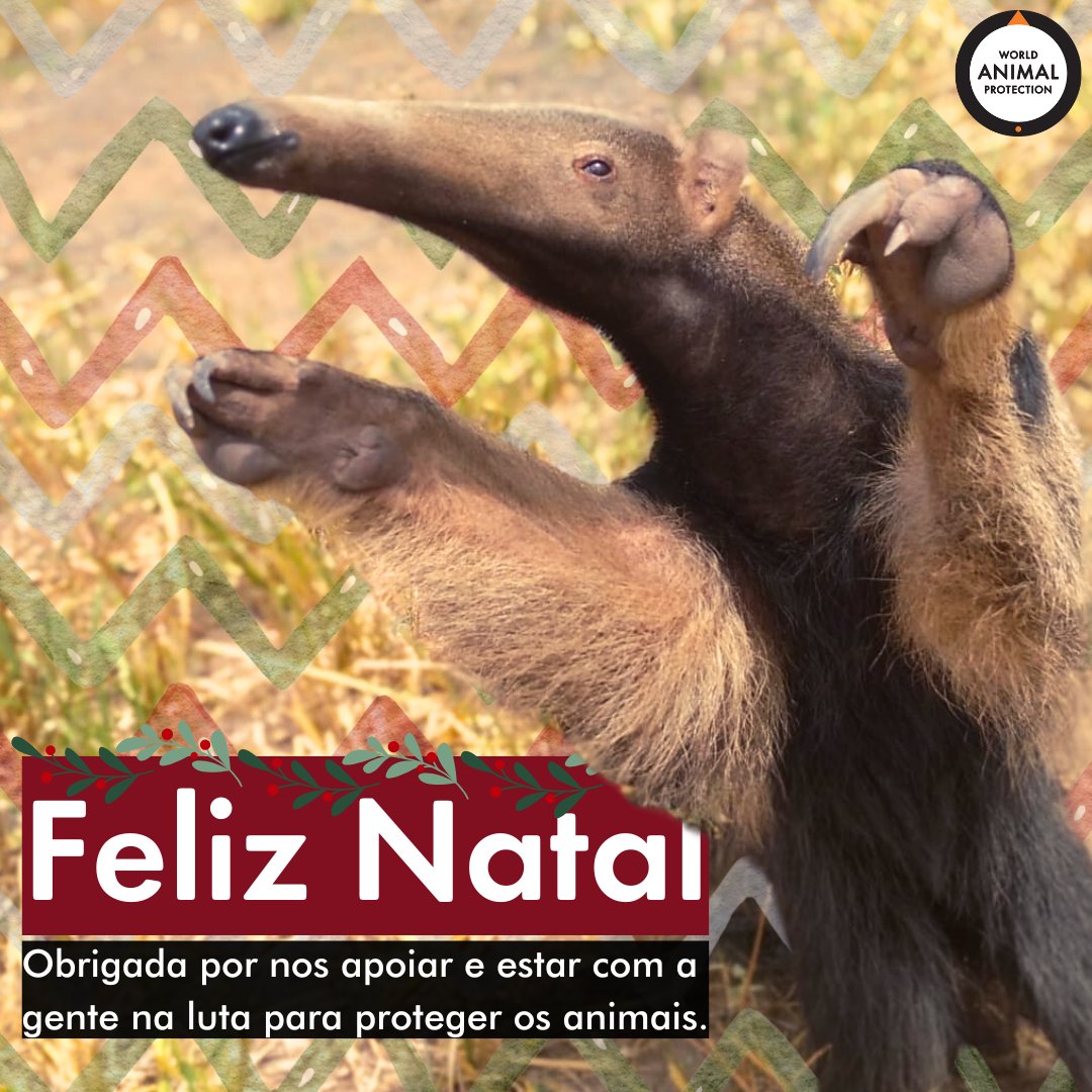 ✨ Neste Natal, queremos agradecer pelo seu apoio ao longo deste ano desafiador. 🫶
⁣⁣
Você é FUNDAMENTAL para que o nosso trabalho aconteça. 🧡⁣

#ProteçãoAnimalMundial #ProteçãoAnimal #AmantesDeAnimais #ProtetoresDeAnimais #TamanduáBandeira #Tamanduá #FelizNatal #Natal2024