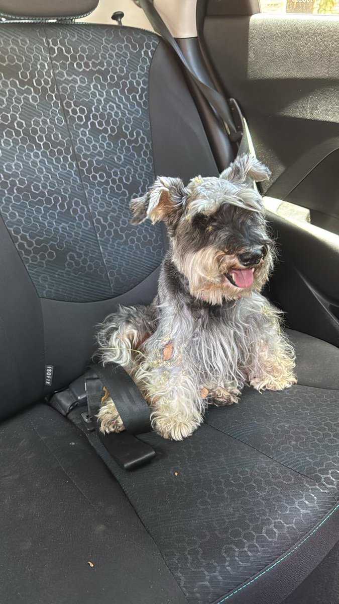 AYUDA CON RT. 

Perrito perdido  busca a su familia. Schnauzer encontrado en Barrio Herrera. Ayúdenos con el RT hasta llegar a su familia por favor 🙏🏾 

Tengo el número donde está. Me avisan si encuentran a sus humanos 🙏🏾