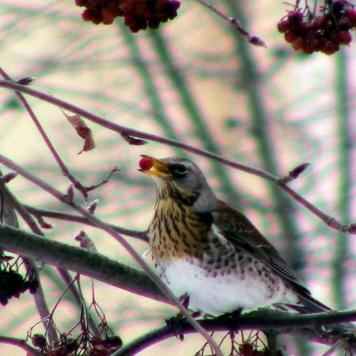 const07's tweet image. Декабрь очень опытный стратег:
Смотри, какой на речке лед застыл!
Рождественский пушистый выпал снег,
И на рябине стайкою дрозды
Закатных солнц срывают муляжи,
Доказывая с солнышком родство. 
Декабрь продолжает нашу жизнь,
Впуская в души грешных Рождество
vk.com/const07caliost…